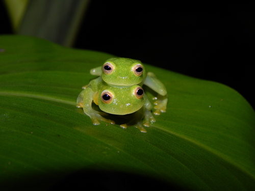 Northern Glassfrog