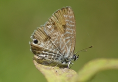 Leptotes marina