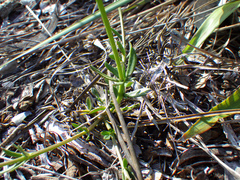 Polygala boykinii var. sparsifolia image