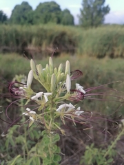Cleome spinosa