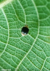Ortaliini