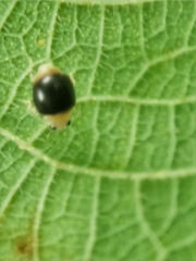Ortaliini