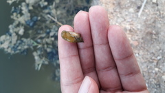 Lymnaeidae
