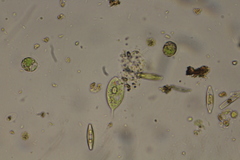 Phacus caudatus