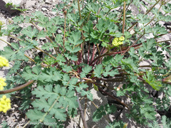 Lomatium martindalei