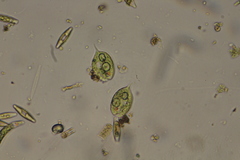 Phacus caudatus