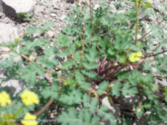 Lomatium martindalei