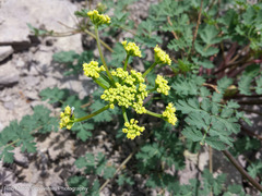 Lomatium martindalei