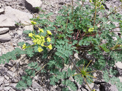 Lomatium martindalei