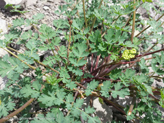 Lomatium martindalei