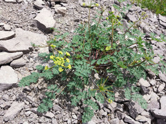 Lomatium martindalei