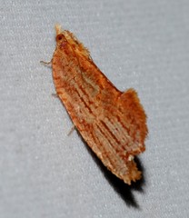 Glyphidoptera polymita