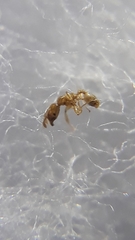 Pheidole woodmasoni