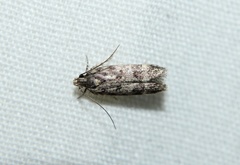 Chionodes formosella