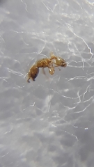Pheidole woodmasoni