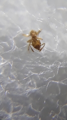 Pheidole woodmasoni