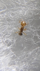 Pheidole woodmasoni