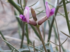Astragalus pterocarpus