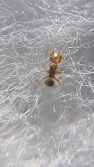 Pheidole woodmasoni