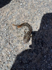 Neoclinus uninotatus