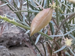 Astragalus pterocarpus