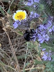 Xylocopa tabaniformis orpifex