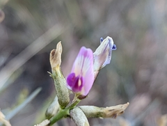 Astragalus pterocarpus