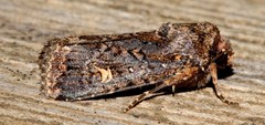 Proteuxoa hydraecioides
