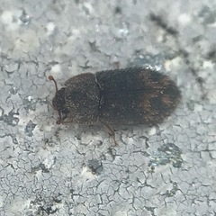 Eucicones marginalis