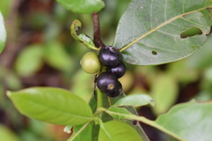 Cordiera
