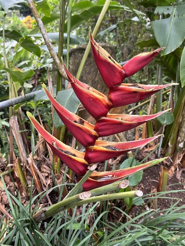 Heliconia bihai image