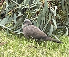 Streptopelia chinensis