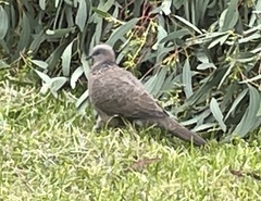 Streptopelia chinensis