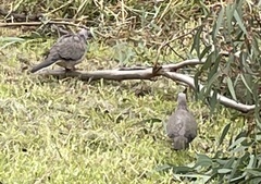 Streptopelia chinensis