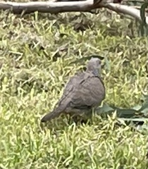 Streptopelia chinensis