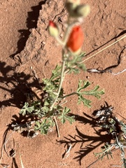 Sphaeralcea grossulariifolia