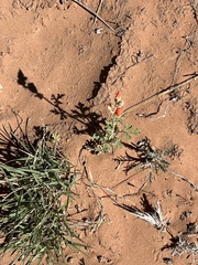 Sphaeralcea grossulariifolia