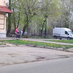 Taraxacum officinale