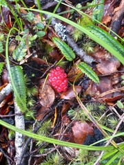 Rubus parvus