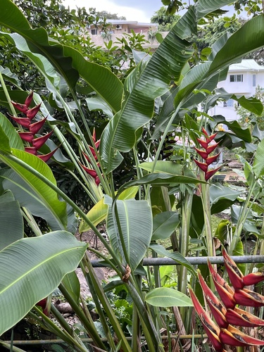 Heliconia bihai image