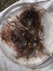 Gracilaria