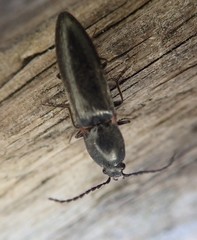 Acteniceromorphus umbricolus