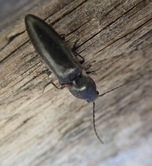 Acteniceromorphus umbricolus