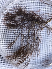 Gracilaria