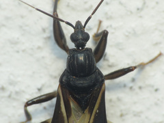 Rasahus sulcicollis