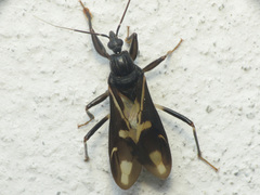Rasahus sulcicollis