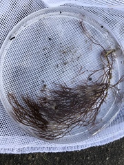 Gracilaria