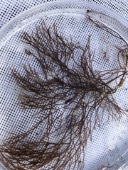 Gracilaria