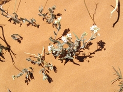 Dimorphocarpa wislizeni