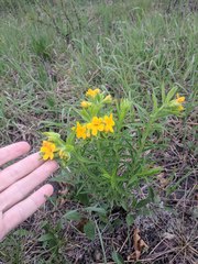 Lithospermum caroliniense